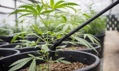 Handmatig water geven voor cannabisplanten