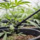 Handmatig water geven voor cannabisplanten