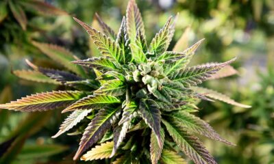 Medicinale cannabis in Vermont