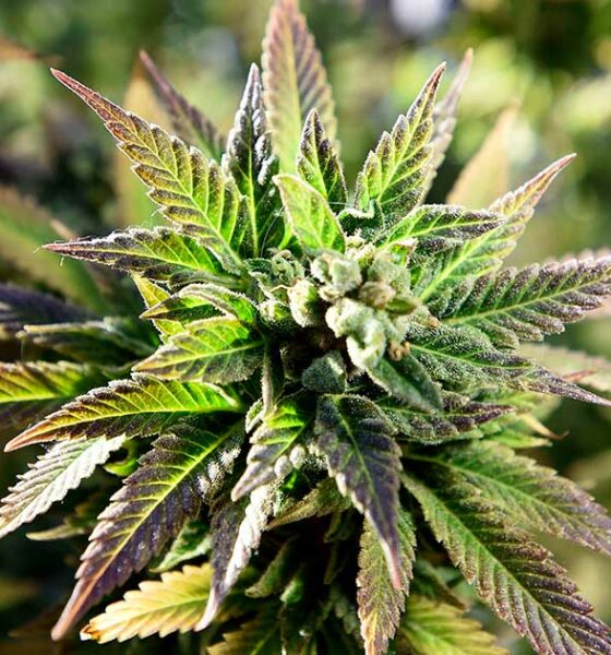 Medicinale cannabis in Vermont