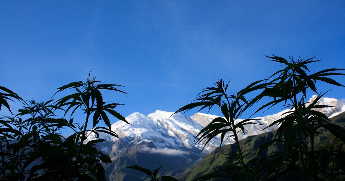 Cannabis in Nepal