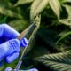 Medicinale cannabis in Frankrijk