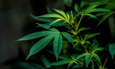Stemming om cannabis in Luxemburg te legaliseren in juni