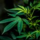 Stemming om cannabis in Luxemburg te legaliseren in juni