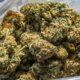 Markten voor cannabisproducenten in New York