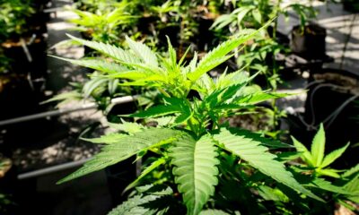 Minnesota legaliseert cannabis