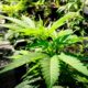 Minnesota legaliseert cannabis