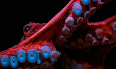 Octopussen en MDMA