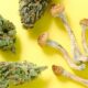 Medicijnen met paddenstoelen en cannabis