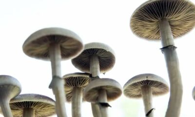 Campagne voor decriminalisering van psychedelische paddenstoelen in Californië