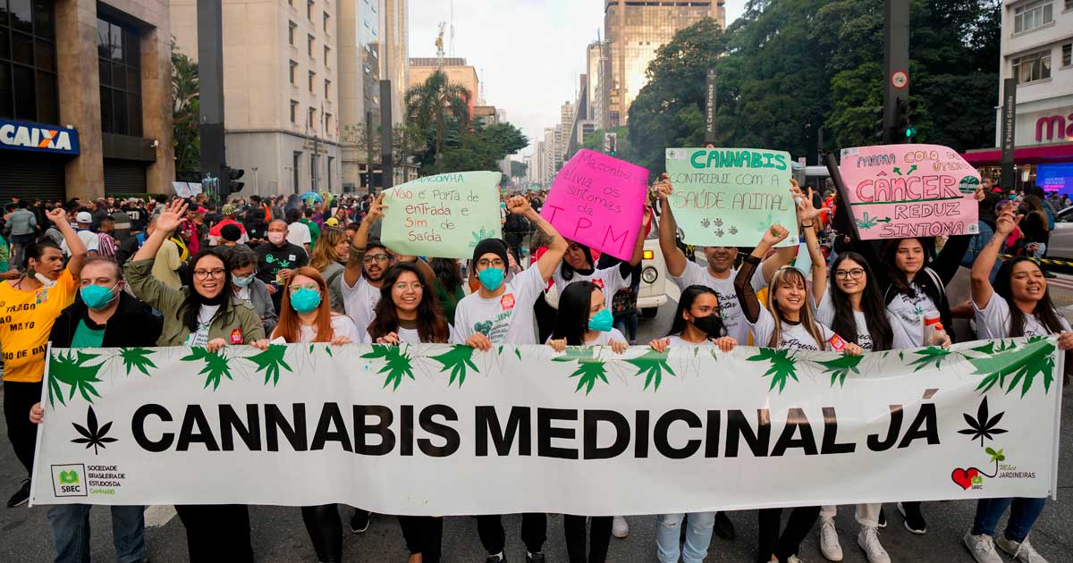 Medicinale cannabis kweken in Brazilië