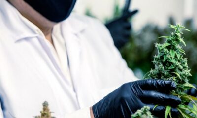 Wijdverbreid gebruik van medicinale cannabis in Frankrijk