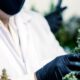 Wijdverbreid gebruik van medicinale cannabis in Frankrijk