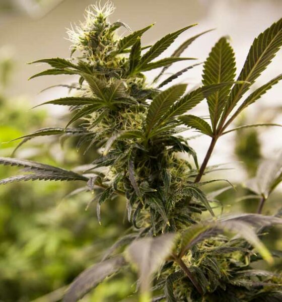 Legale cannabisverkoop in Colorado