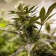 Legale cannabisverkoop in Colorado