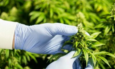 Canadese cannabisindustrie vraagt om veranderingen