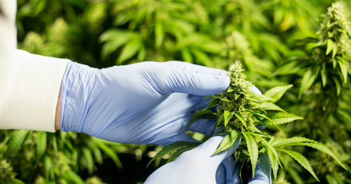 Canadese cannabisindustrie vraagt om veranderingen