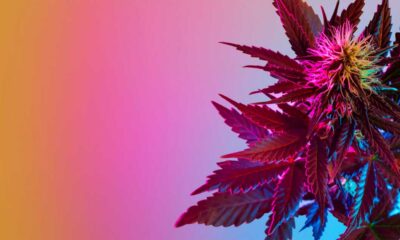 Is cannabis een psychedelisch middel?