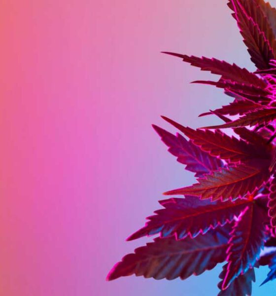 Is cannabis een psychedelisch middel?