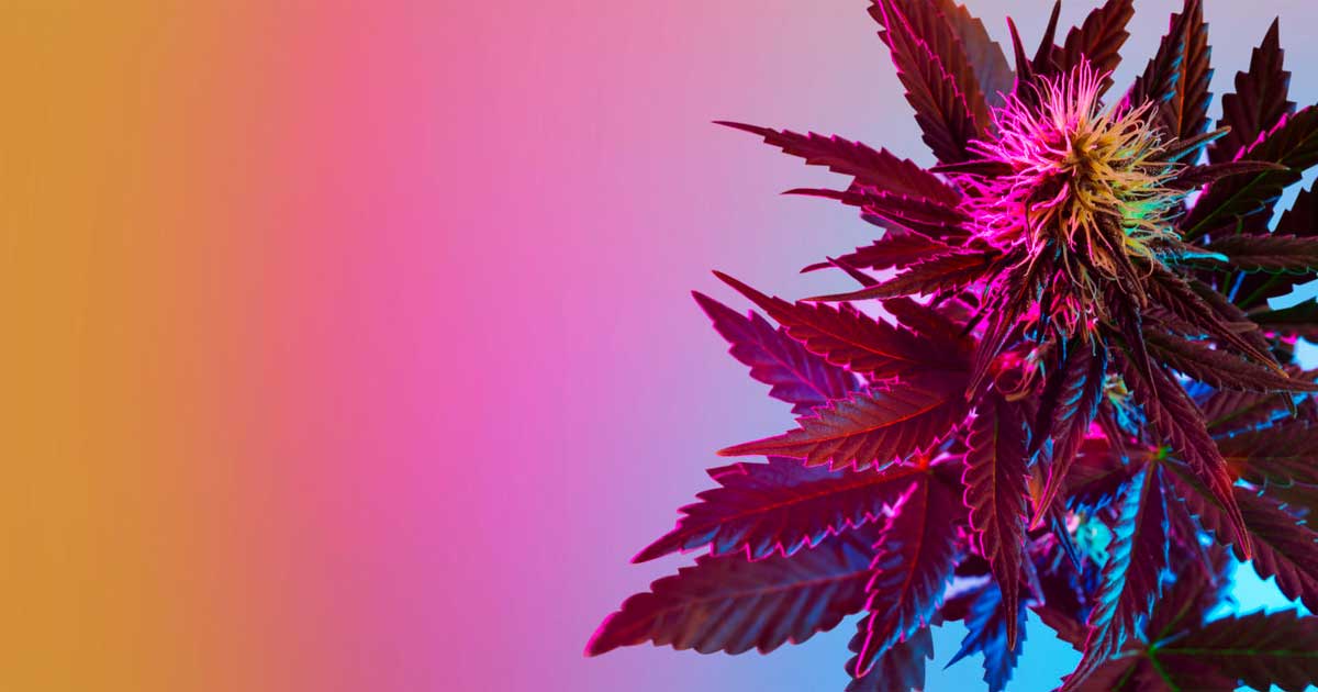 Is cannabis een psychedelisch middel?