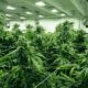 Uitvoer van medicinale cannabis naar Portugal