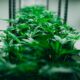 Plannen om cannabis te legaliseren in Bierne