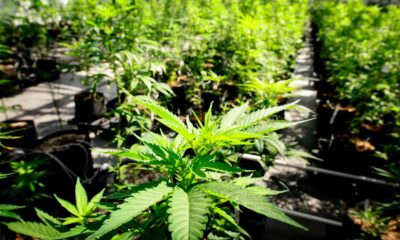 Legalisering van cannabis in de Senaat van Ohio