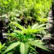 Legalisering van cannabis in de Senaat van Ohio