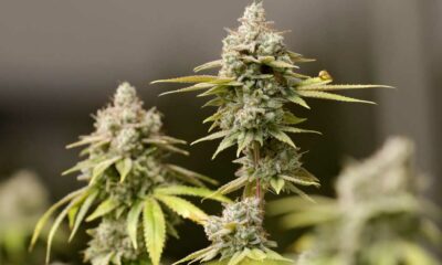 Regulering van cannabis in Ohio