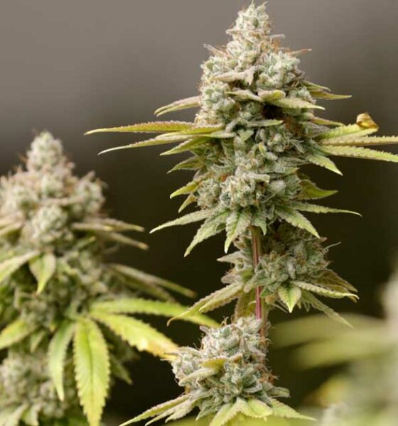 Regulering van cannabis in Ohio