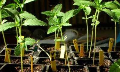 Zelf cannabis kweken in Costa Rica
