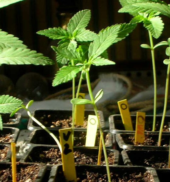 Zelf cannabis kweken in Costa Rica