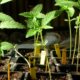 Zelf cannabis kweken in Costa Rica