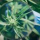 30.000 gepubliceerde onderzoeken over cannabis
