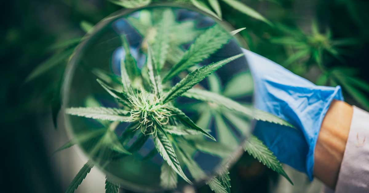 30.000 gepubliceerde onderzoeken over cannabis