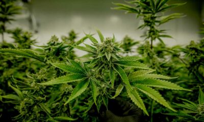 Plannen om cannabis te legaliseren in Tsjechië