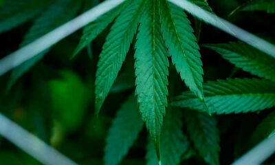 Verslag over de classificatie van cannabis in de Verenigde Staten