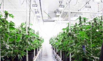 Witte ruimte voor medicinale cannabis