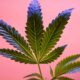 Herclassificatie van cannabis in de VS