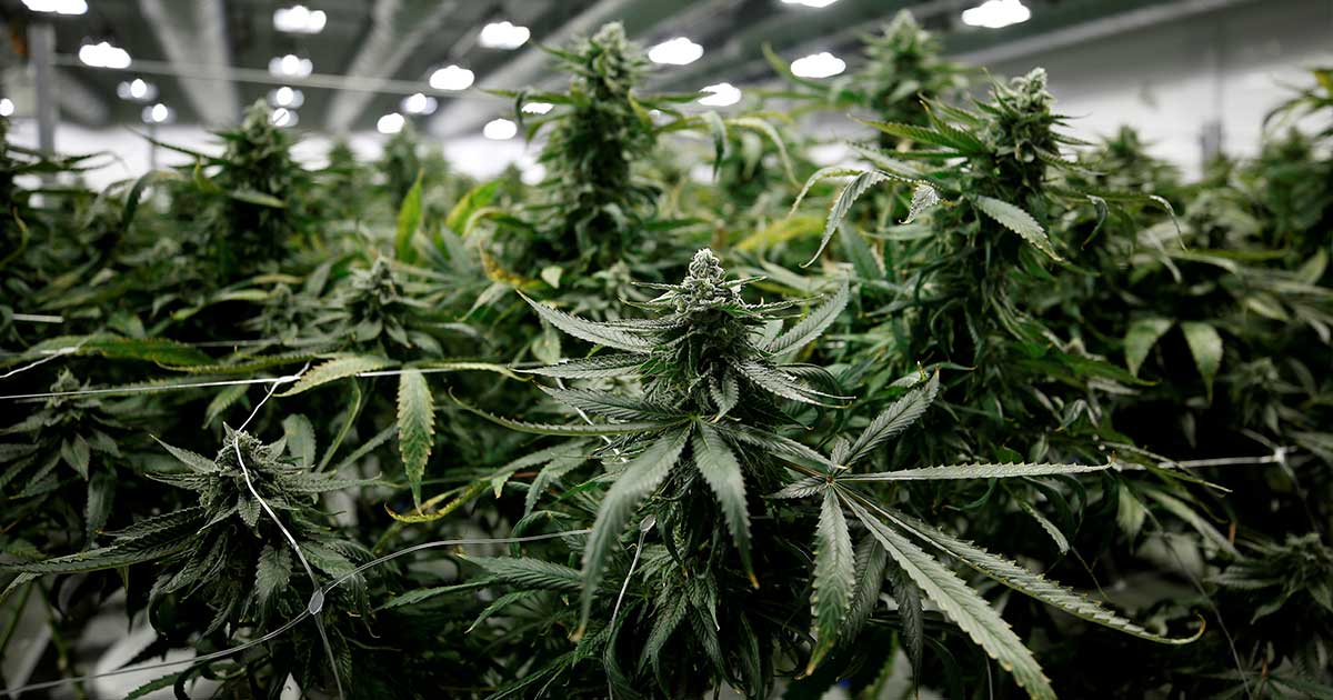 Legalisering van cannabis in Duitsland