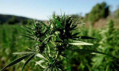 Cannabis oogsten in Marokko