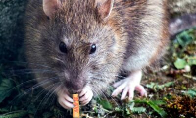 Rat eet cannabis