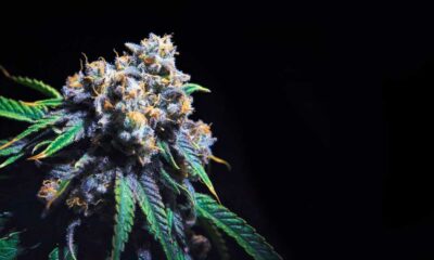 THC-gehalte van cannabis in Californië