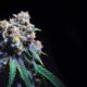 THC-gehalte van cannabis in Californië