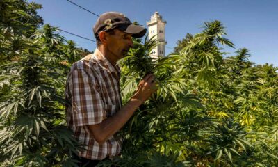 Productie van legale cannabis in Marokko