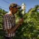 Productie van legale cannabis in Marokko