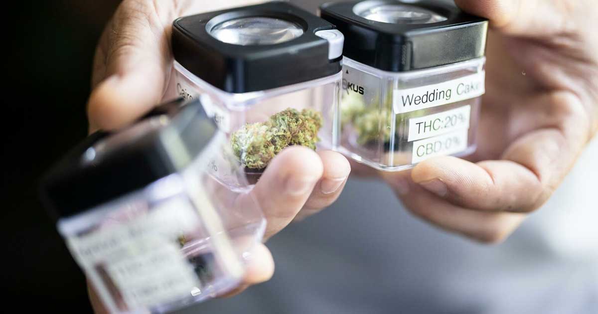 Eerste gegevens over legale cannabis Züri Can