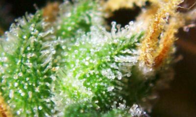 Waarom produceert cannabis THC?