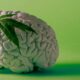 Cannabis en de hersenen