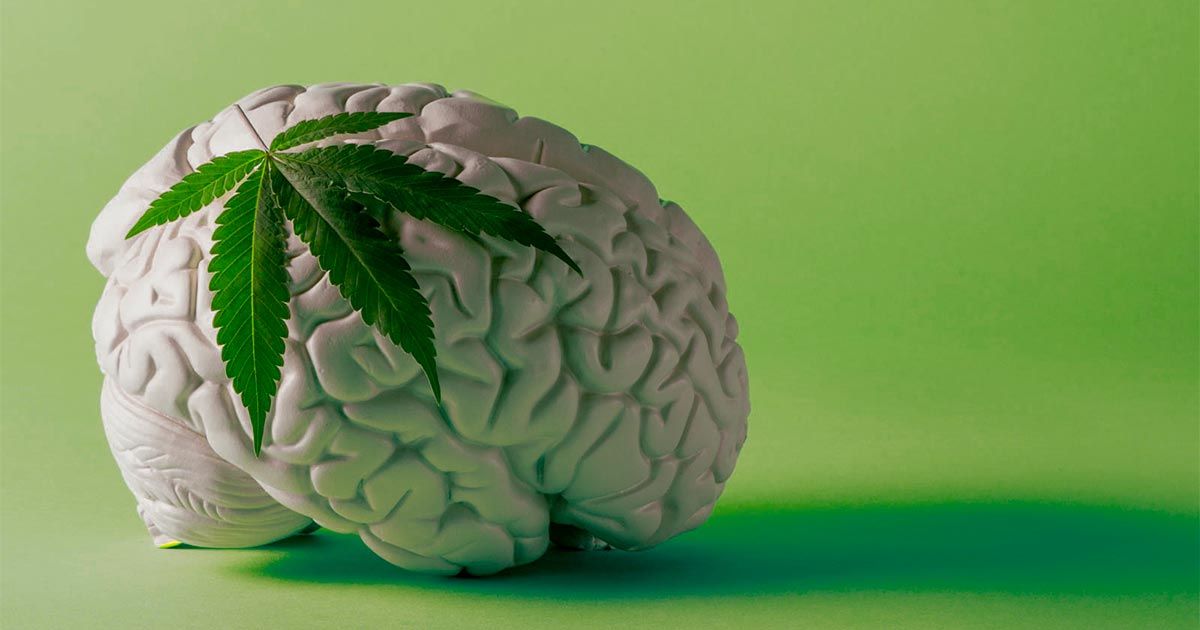 Cannabis en de hersenen
